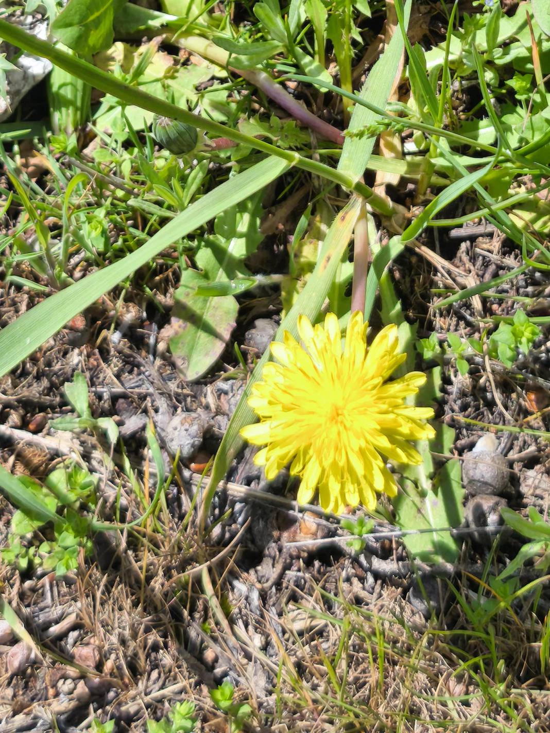 Konya’nın ünlü yaylasında baharın renkli yüzü çıktı 27